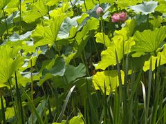 -陈家山荷花公园