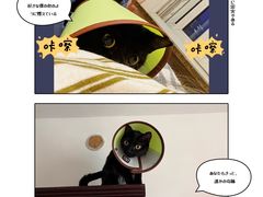 -瑞派宠物医院·内科·软组织·绝育中心(沈阳八纬路分院)