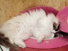 -和它·交个朋友·狗咖猫咖(爱琴海店)