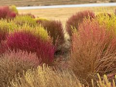 -春花秋色城市公园