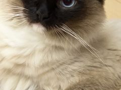-瑞派康怡24h宠物医院·犬猫医疗中心·微创绝育(瑞景分院)