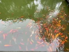 -南山植物园