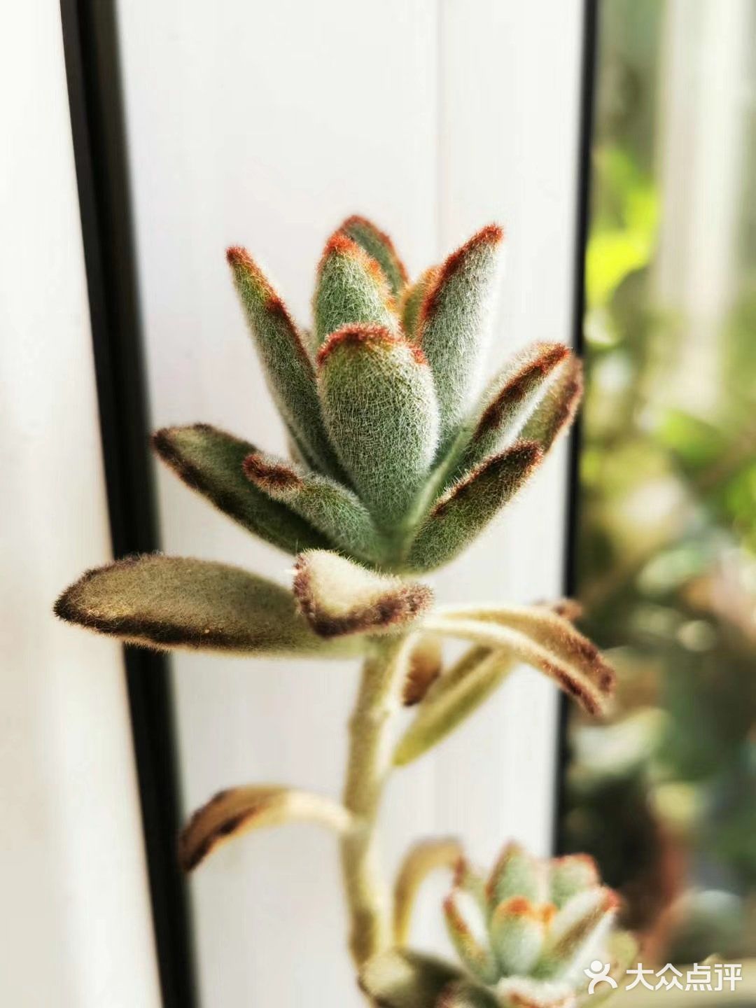 多肉植物园
