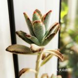 多肉植物园