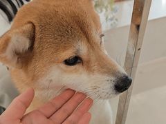 -共舞时光猫咖·狗咖(新街口店)
