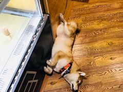 -柴务处·柴犬主题狗咖