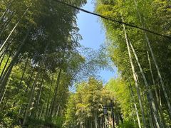 -东明山森林公园