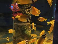 -西安曲江海洋极地公园