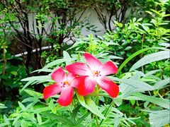 -广州神农草堂中医药博物馆