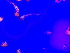 -瑞普利水族馆