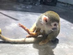 -西安秦岭野生动物园