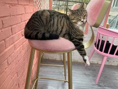 -喵屿·大理花园猫咖