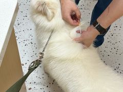-瑞派康怡24h宠物医院·犬猫医疗中心·微创绝育(瑞景分院)