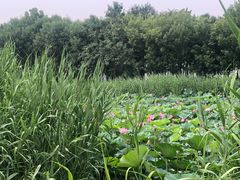 -大兴滨河森林公园