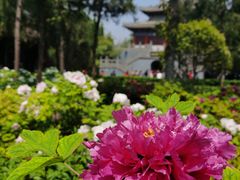 -洛阳白马寺