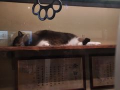 -猫咪博物馆(顶澳仔猫街店)