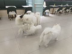 -安格丽娜·狗咖·猫咖羊驼咖(春熙路百盛商场店)