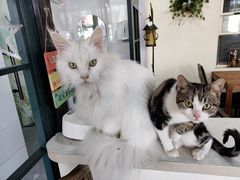 -猫小院猫主题餐厅(南锣旗舰店)