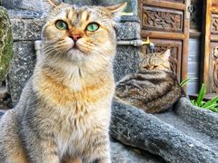 -喵屿·大理花园猫咖