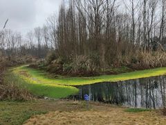 -桤木河湿地公园