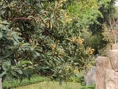 -深圳国际园林花卉博览园