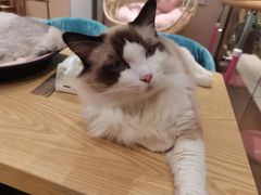 -绒爪撸猫下午茶·猫咖