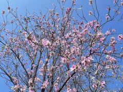 -广东花都湖国家湿地公园