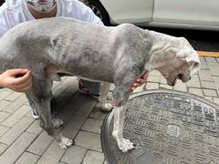 -北京观赏动物医院·24小时大型综合·猫专科·异宠专科
