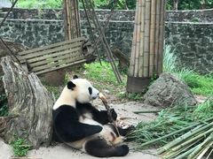 -都江堰中华大熊猫苑