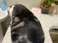 -关爱动物医院·心脏·中兽医·异宠(金牛路分院)