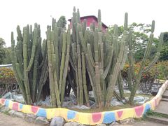 -松山湖梦幻百花洲