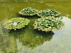-静安公园(静安寺街道)