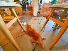 -the rug 飞毯 (朝阳公园店)