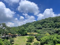-东莞市大岭山森林公园