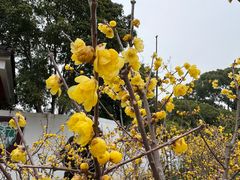 -无锡梅园公园