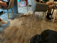 -猫爷宠物生活馆·撸猫馆