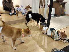 -南京Hallo宠物乐园·哈罗犬舍·柴犬繁育基地