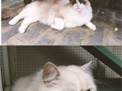 -喵屿·大理花园猫咖