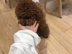 -Pets First伊珊娜洗护·精致美容·家庭式寄养(新会路店)