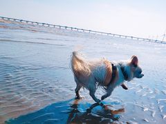 -南汇嘴观海公园