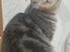 -楼上猫咖(罗湖店)