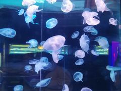 -多彩贵州城极地海洋世界