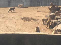 -合肥野生动物园