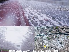 -高东镇樱花园