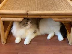 -MOCHA明星猫咖(田子坊店)
