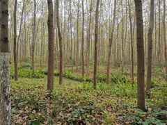 -合肥滨湖国家森林公园