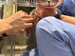 -御宝贝·A梦猫科宠物医院(国际猫友好医院)