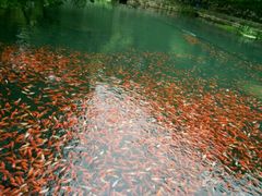 -普陀山风景名胜区-法雨禅寺