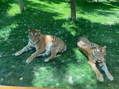 -北京野生动物园