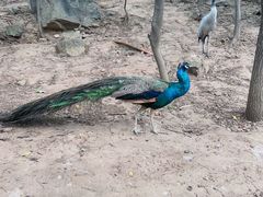 -燕塞湖鸟语林景区